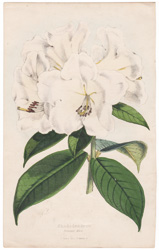 Rhododendron Princess Alice